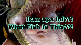 Apa nama ikan mulut panjang? Alligator Gar!!!