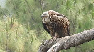 Himalayan Griffon #प्रकृति #birds #nature #wildlife #birdslover #ranikhet #uttarakhand  #youtube