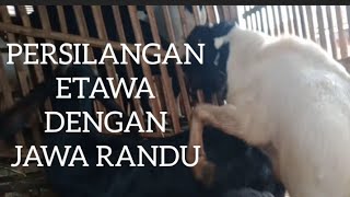 PERSILANGAN ETAWA DENGAN JAWA RANDU