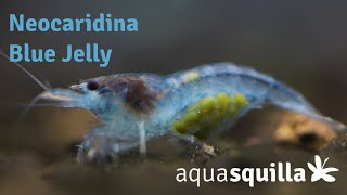 Neocaridina Blue Jelly Fütterung