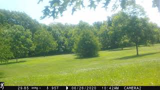 breeze in the orchard