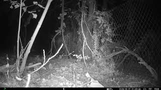 Opossum 09/27/2024