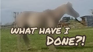 KIWI GETS A CLIP | AS Equestrian