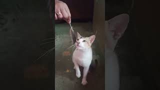 #viral #viralsong #viralvideo #cat #trending