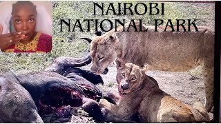 You Won't believe What we saw at the Nairobi National Park/ A feast worth for a Queen/ simbaaaa