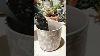 Repotting Succulent #growingsucculents #succulentcollection #intristv