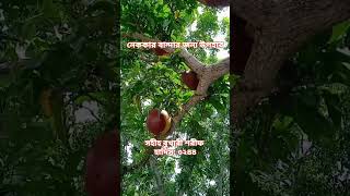 নেককার বান্দার জন্য উপহার...