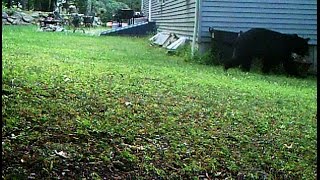 NJ Black Bears - They`re always by the house! Port Murray NJ