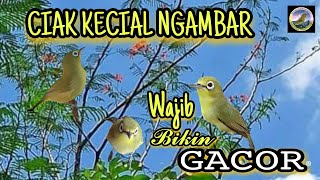 Suara kecial kuning ngambar wajib direspon #ciakciak #kecialkuning