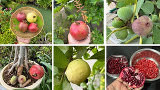 Harvesting fruits from my terrace garden 🍋‍🟩🍇🍊🍋#pomegranate #guava #dragonfruit #figfruit #orange