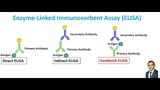 ELISA a Powerful Technique to Detect and Quantify Specific Proteins or Antigens