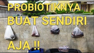 CARA BUDIDAYA IKAN GURAME DI KOLAM BETON || PROBIOTIKNYA BUAT SENDIRI AJA