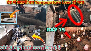 ठंड में बकरी का temperature low  हो गया || फॉर्म से बहुत सारी बकरी बेच रहे हैं || day 15