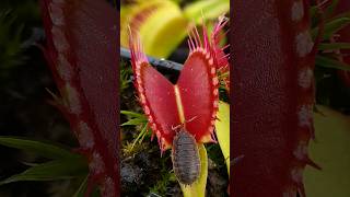 Woodlouse meets a Venus Flytrap