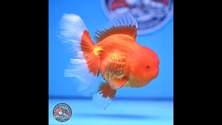 Red White Rose Tail Oranda 4-6 inches (240913_OR04)