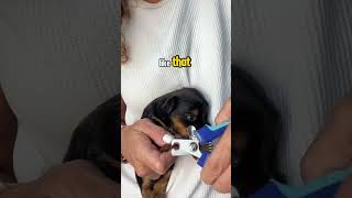 How to trim puppy nails fast and easy! #yorkies #nailtrimming