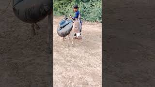 The tube is placed on the donkey and in the desert, leaving small behind