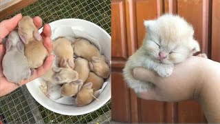 Cutest baby animals video compilation cute moment of the animals - cute animals