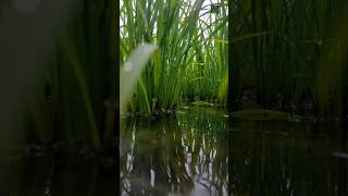 A beautiful view of a rice field in the morning... #shorts #rice #underwater #nature