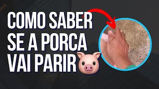 Como saber se a Porca vai parir nas próximas horas🐷