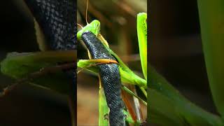 mantis eat snake #shorts#wildlife