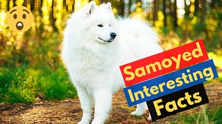 10 Surprising Facts about Samoyed | #2 and #9 are Shocking