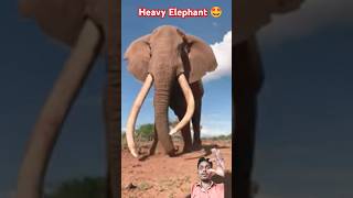 कितना विशाल हाथी 🔥😲| Heavy Elephant walking 🔥😳 #shorts #elephant #animals