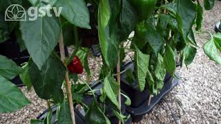 Growing Spanish Giant Sweet Peppers in a Quadgrow Planter!