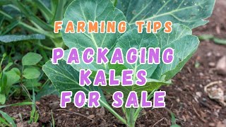 Packaging Kale for Sale, As Fast As Possible