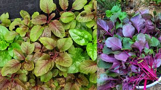 Harvesting Red Spinach || Shokher Bagan UK 2024