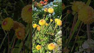 Perfect Dahlias at the Murakami House Steveston British Columbia