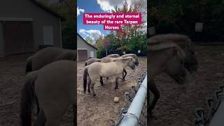 Pre-historic and rare Tarpan Horses #wildanimals  #zooanimals #tarpanhorses #zoo Magnetic Hill Zoo