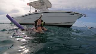 Sting Rays in the Gulf of Mexico