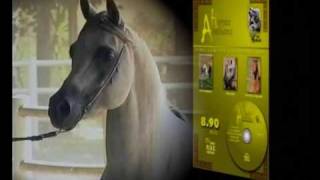 ARABIANS HORSES DVD COLLECTION 1 WWW CAVALLOMANIA NET