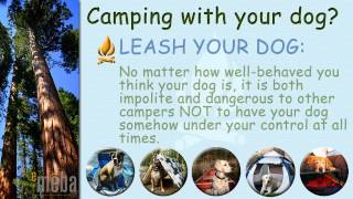 Camping with Your Dog