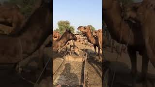 Camels #peacock #animals #youtubeshorts #youtubevideos