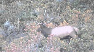 UTAH ELK HUNT 2015