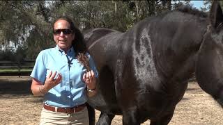 Develop the Dream Relationship & Ride with Your Horse