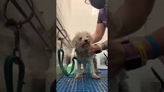 Senior Poodle With No Teeth Bath & Haircut