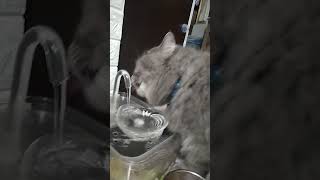 Cara kucing minum air