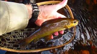 Cold water trout on Mepps Aglia.