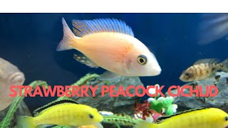 STRAWBERRY PEACOCK CICHLID