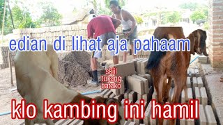 Gokill ‼️ cara dia  ngecek kambing hamil yAng baru beli dari pasar ll ternak kambing