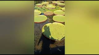 #Mauritius #Botanical Garden Giant Water Lili  #Part - 4