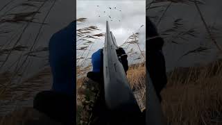 КРАСИВЫЙ НАЛЁТ СТАИ УТОК #охота #hunting