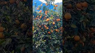 junar             #viral   #nature #agriculture #shorts #shortvideo