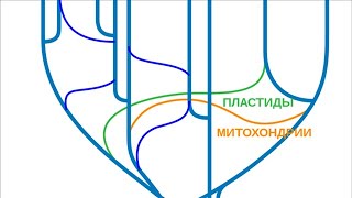 20 интересных фактов. Существует явление ,которое называется генетическим переносом. Таким обра....