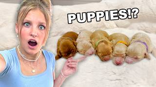 Our dog is having PUPPIES! *EMOTIONAL*