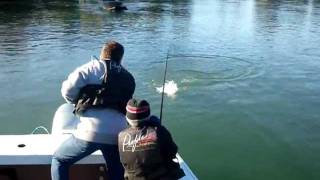 9 year old boy lands his 3rd Pink Salmon