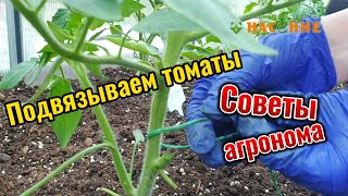 Проверенные лайфхаки по подвязке томатов